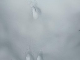 Mrazíci a zvířátka